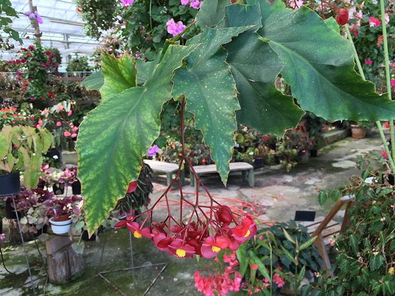 B. ‘Interlaken’